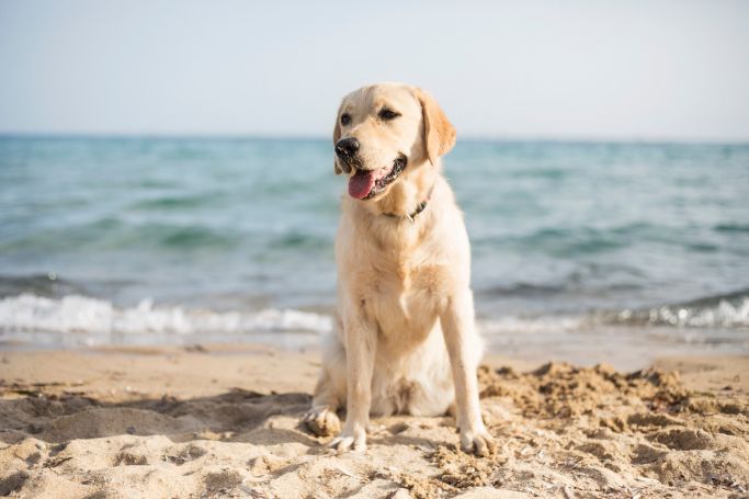 come-gestire-salute-e-imprevisti Vacanze e pet in sicurezza